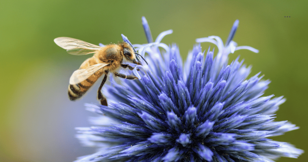 spirtiual meaning of bees