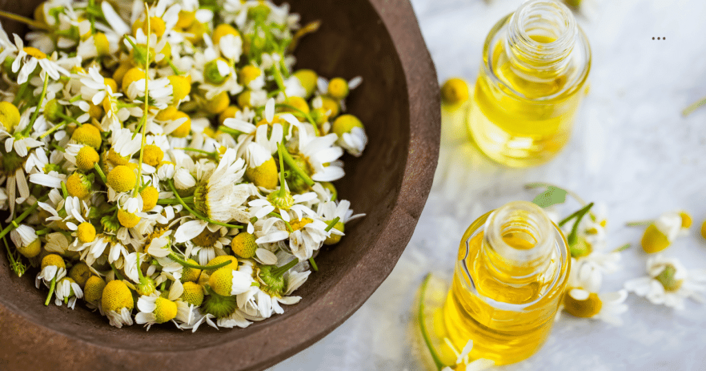 meaning of chamomile