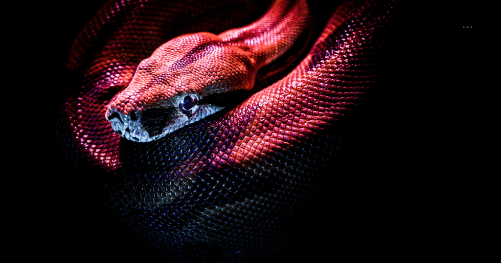 spiritual meaning of a snake in a dream
