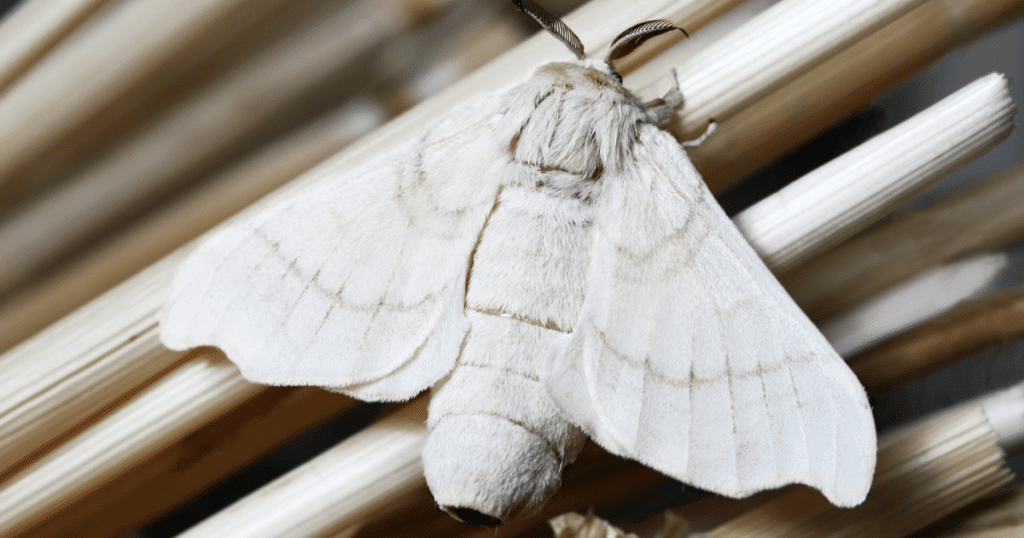 spiritual meaning of white moths